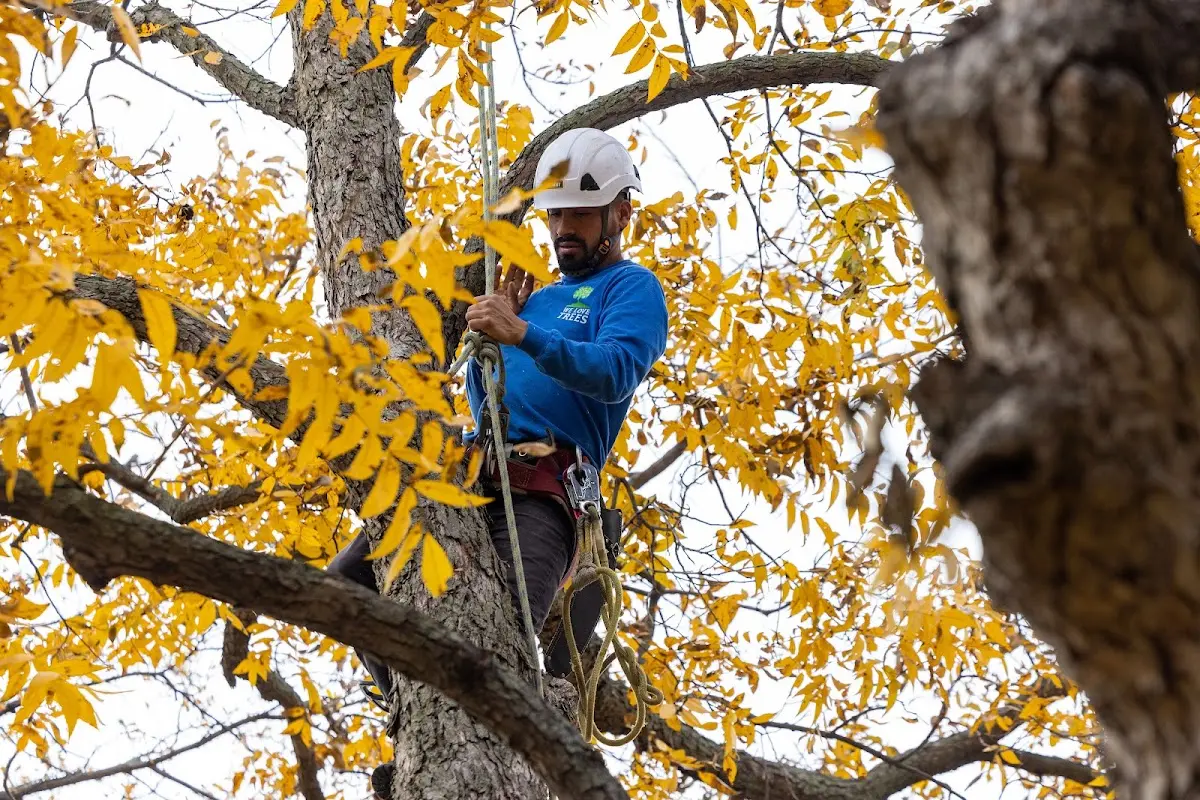 Skilled Tree Transplanting crew working in Crete